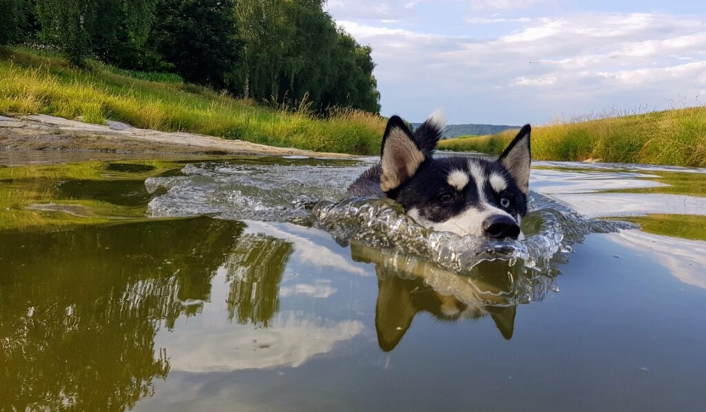 Posiadanie działki nad wodą to marzenie wielu osób.